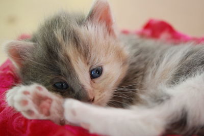 Close-up of kitten relaxing on bed at home