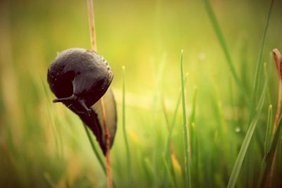 Close-up of grass in field