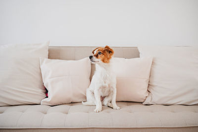 Portrait of woman with dog sitting on bed at home