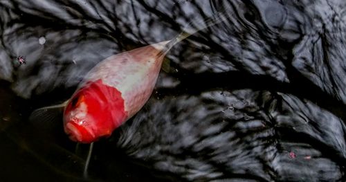 Close-up of leaf in water