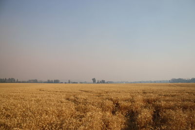 Scenic view of field against clear sky