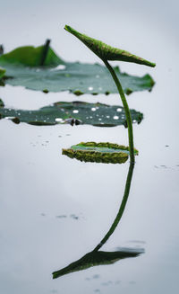 Close-up of plant over lake