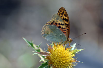 Close-up of butterfly pollinating on flower