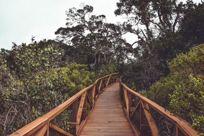 View of footbridge in forest