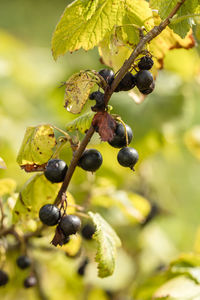 Fresh black currant with drops of dew on the bush