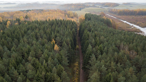 High angle view of pine trees in forest