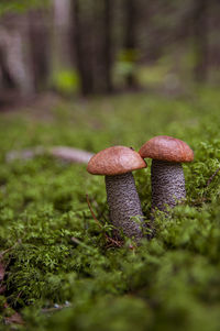 Two small white mushrooms aspen boletus growing in moss and leaves in a light autumn latvian forest