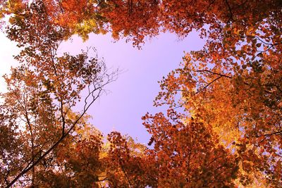 Low angle view of trees during autumn