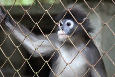 Monkey in cage seen through chainlink fence in zoo