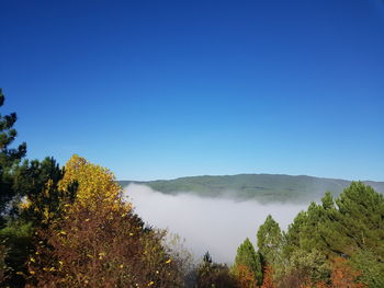 Scenic view of trees against clear blue sky