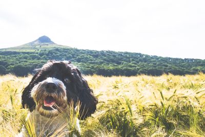 Dog on a field