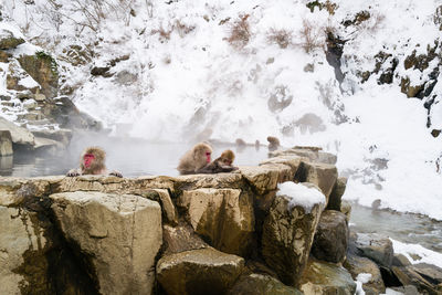 Snow monkeys sitting in the hot springs