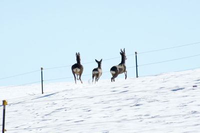 Flock of sheep on snow covered land