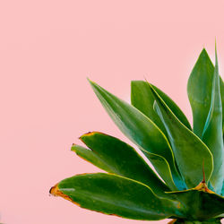 Close-up of fresh green plant leaves