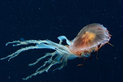 Fish swimming in sea