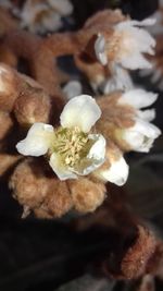 Close-up of flower growing on tree