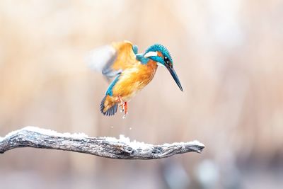 Close-up of bird perching on snow