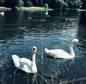 Swans swimming in lake