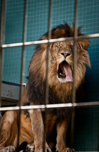 Lion yawning in a cage