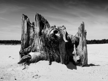 Damaged tree on beach against sky