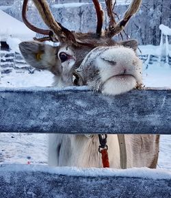 Close-up of horse on snow