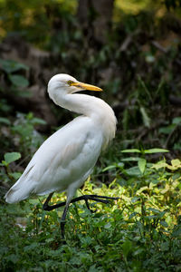 Close-up of bird perching on a field