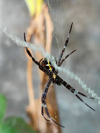 Close-up of spider on web