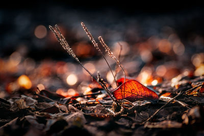 Close-up of dry autumn leaves on land