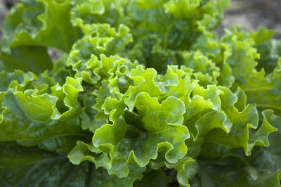 Full frame shot of green leaves