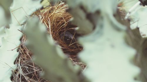 Close-up of dry plant