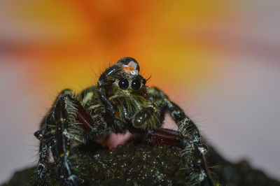 Close-up of spider