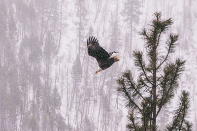 Eagle takes flight during snowstorm 