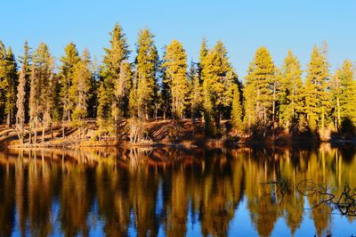 Scenic view of lake in forest against clear sky