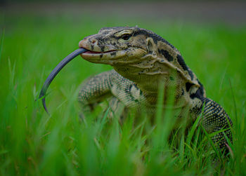 Close-up of a turtle on field