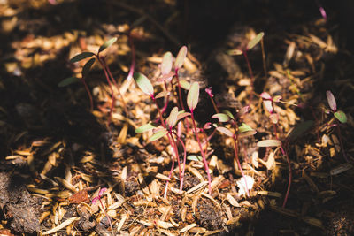 Close-up of plants on field