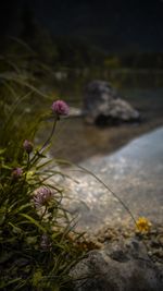 Close-up of plant against water