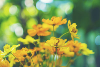 Close-up of yellow flowering plants on field