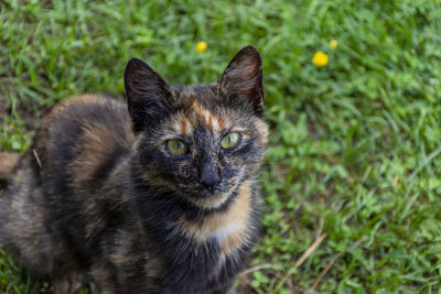 Portrait of cat on field