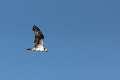 Low angle view of eagle flying against clear blue sky