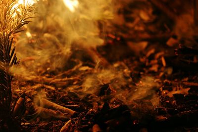 Close-up of maple leaves during autumn