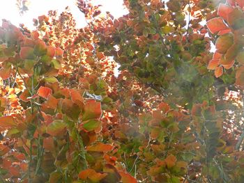 Plants growing on tree