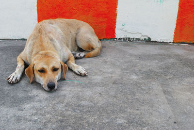 View of a dog sleeping on footpath