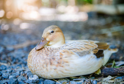Cute duck sit on rock in morning, pet animal concept
