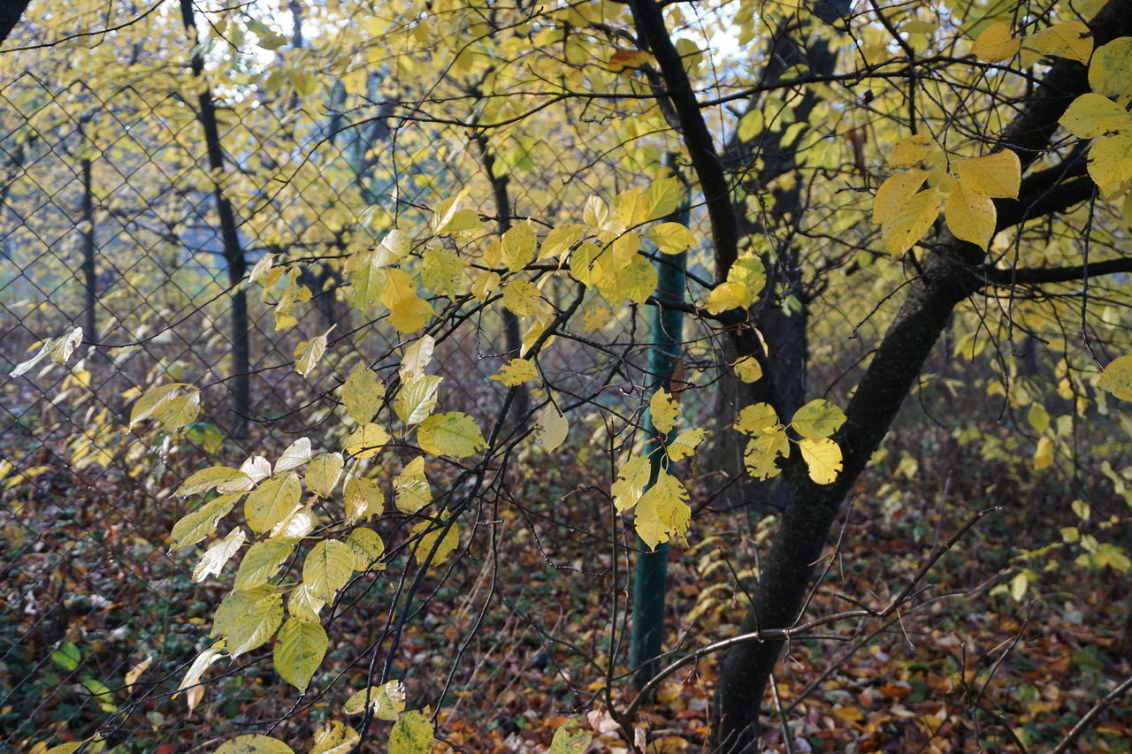 YELLOW AUTUMN TREE