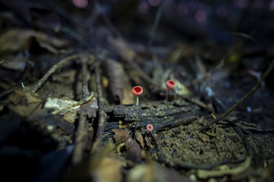 High angle view of fallen leaf on field