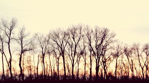 Bare trees on landscape at sunset