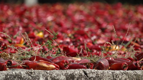 Close-up of red flowers
