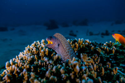 Moray eel mooray lycodontis undulatus in the red sea a.e