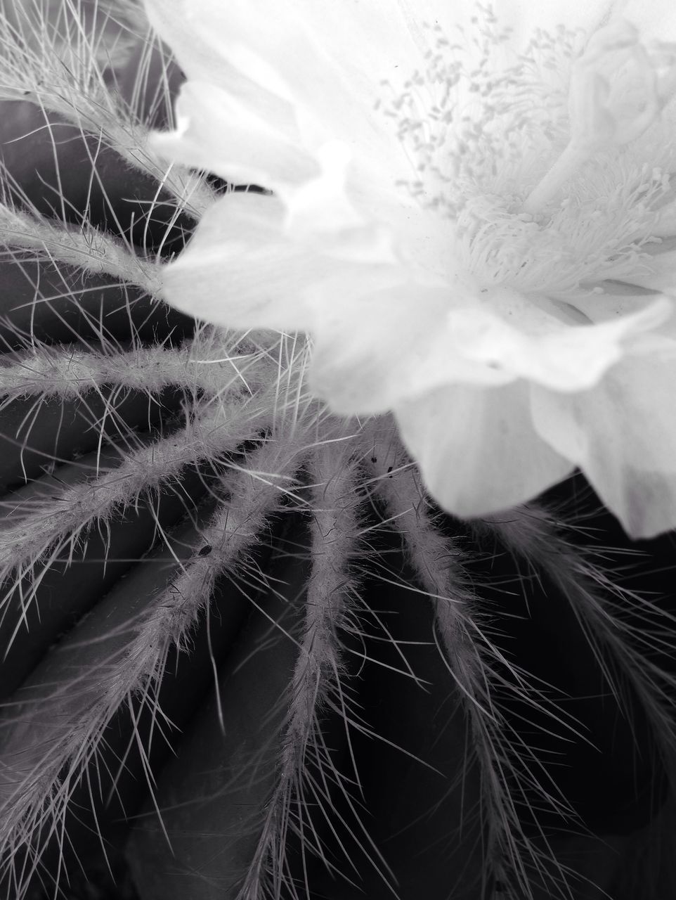 fragility, growth, close-up, dandelion, full frame, flower, beauty in nature, nature, backgrounds, freshness, plant, flower head, softness, no people, outdoors, day, single flower, white color, natural pattern, botany