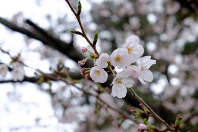 Low angle view of white flowers growing on branch